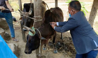 तीन हजार गाईभैँसीलाई लम्पीस्किनविरुद्धको खोप लगाइयो