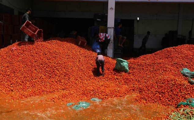 कालिमाटीमा ३० हजार किलो गोलभेंडा सडकमा फ्याँकियो