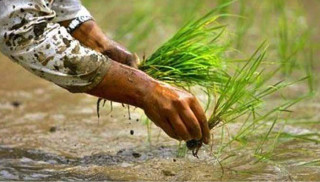 बारामा ६० प्रतिशत मात्र धान रोपाइँ