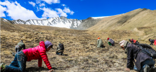 वैशाखदेखि यार्सागुम्बा अनुमति माग्न सकिने