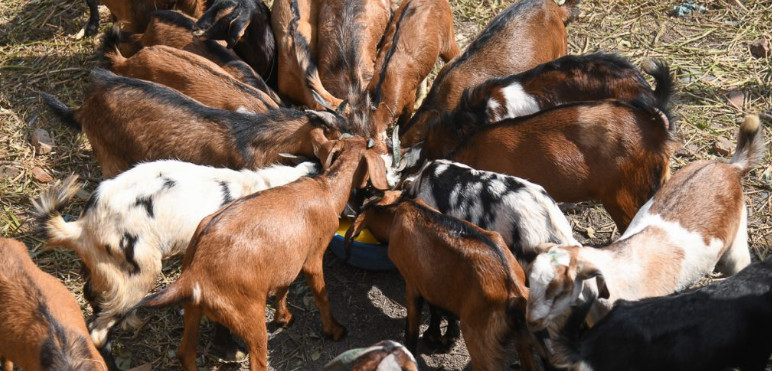 दशैंका लागि खसी र च्याङ्‍ग्रा किन्न ८ करोड ३३ लाख बजेट
