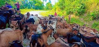 बराहपोखरीबाट रु एक करोड ७५ लाखको खसी बिक्री
