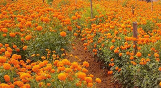 पोखरामा कात्तिक १७ देखि पुष्प मेला हुने, फूलमा निर्भरता घट्दै