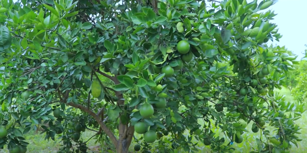 गत वर्ष ६ लाख आम्दानी,यस वर्ष कागतीले उचित बजार नपाउँदा स्याङ्जाका किसान चिन्तित