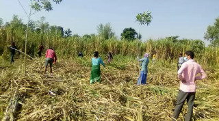 बर्दियामा चिनी मिल सञ्चालन हुने भएपछि किसान उखु खेतीतर्फ आकर्षित