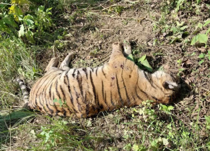 राप्ती नदी किनारमा मृत बाघ फेला
