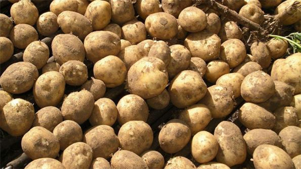 गोरखामा बीउ अभावले आलु उत्पादन कार्यक्रम रोकियो