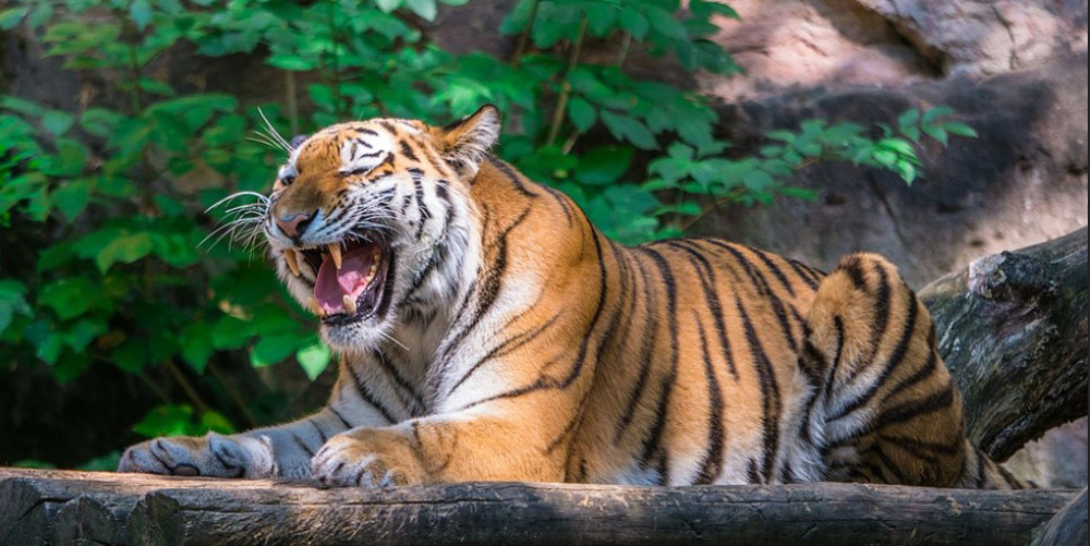 खोर अभाव भएपछि बर्दिया पठाइयो चितवनको बाघ
