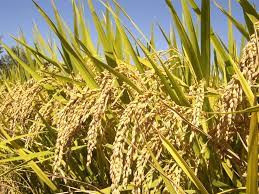 चितवनमा धान उत्पादन १० प्रतिशत कमी
