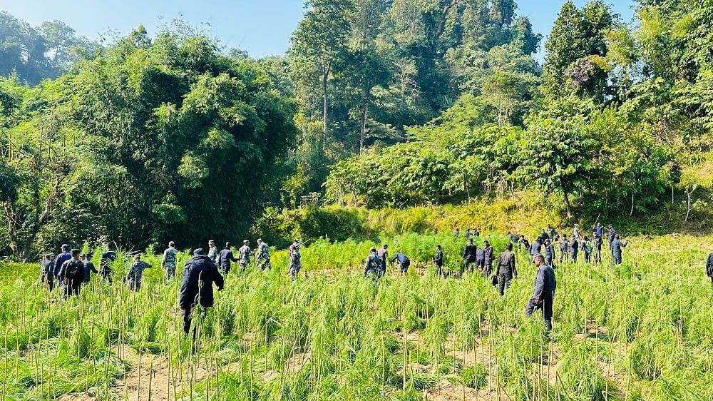 सर्लाही प्रहरीद्वारा लालबन्दीमा लगाइएको १५ बिघा  गाँजाखेती नष्ट