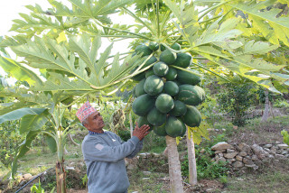 मेवा बेचेर वार्षिक १८ लाखसम्म आम्दानी