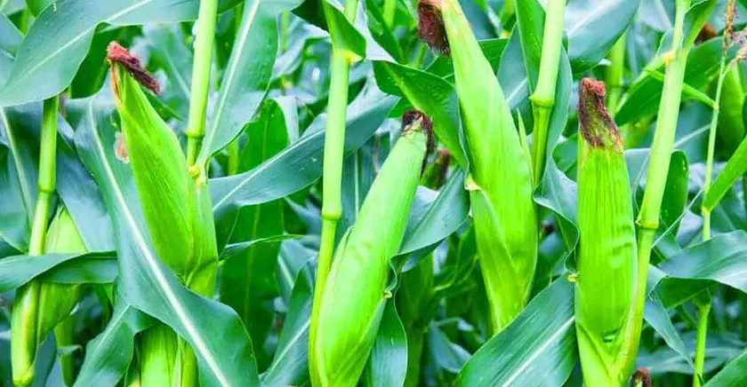 बेमौसमी मकै खेतीबाट मनग्य आम्दानी गर्दै गैँडाकोटका किसान 