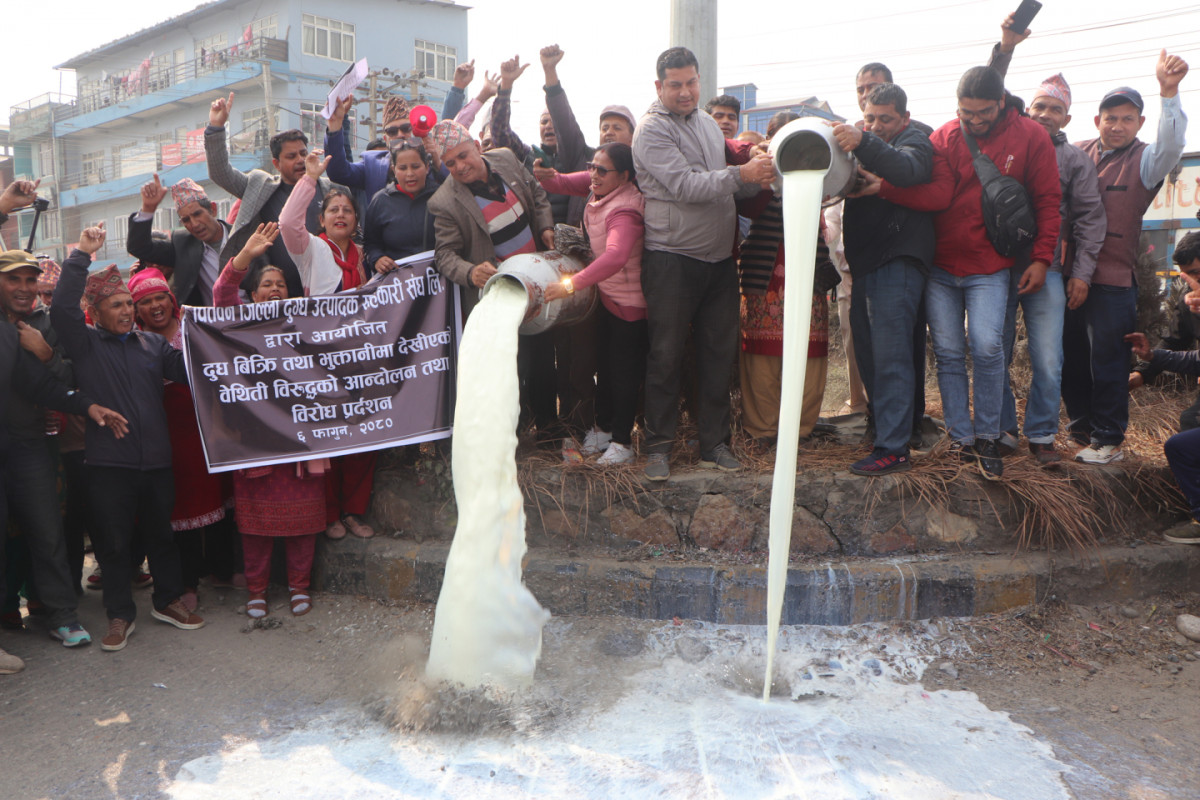 भुक्तानी नपाएको र दूधको बजारीकरण समस्या भएको भन्दै दूध पोखेर विरोधमा उत्रिए सहकारीका किसान