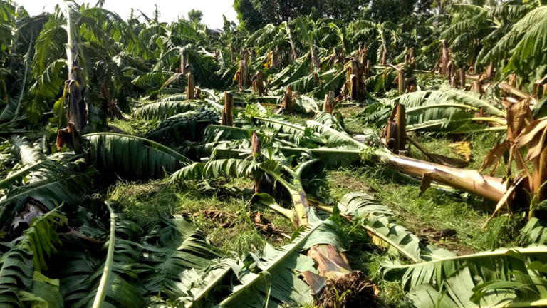 हावाहुरीले २ हजार ५ सय बिघा क्षेत्रफलको केरामा क्षति