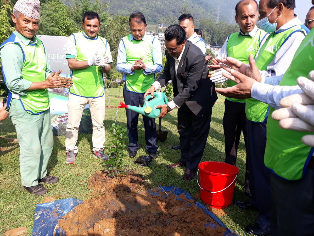 चन्द्रागिरिमा वनजाई, चुत्रो र टिम्बुरका बिरुवा लगाइयो