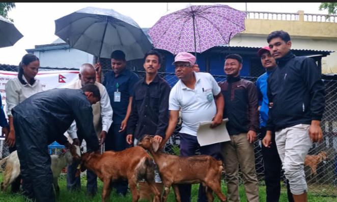 लोपोन्मुख समुदायको आर्थिकस्तर उकास्न बाख्रापालन