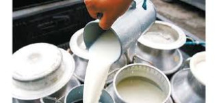 दूध उत्पादक किसानलाई प्रोत्साहनस्वरुप ४३ लाख अनुदान