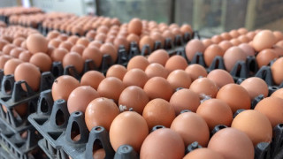 माग बढेसँगै अण्डाको मूल्य वृद्धि