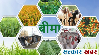 सरकारद्वारा बाली तथा पशुधन बीमा अनुदान खारेज