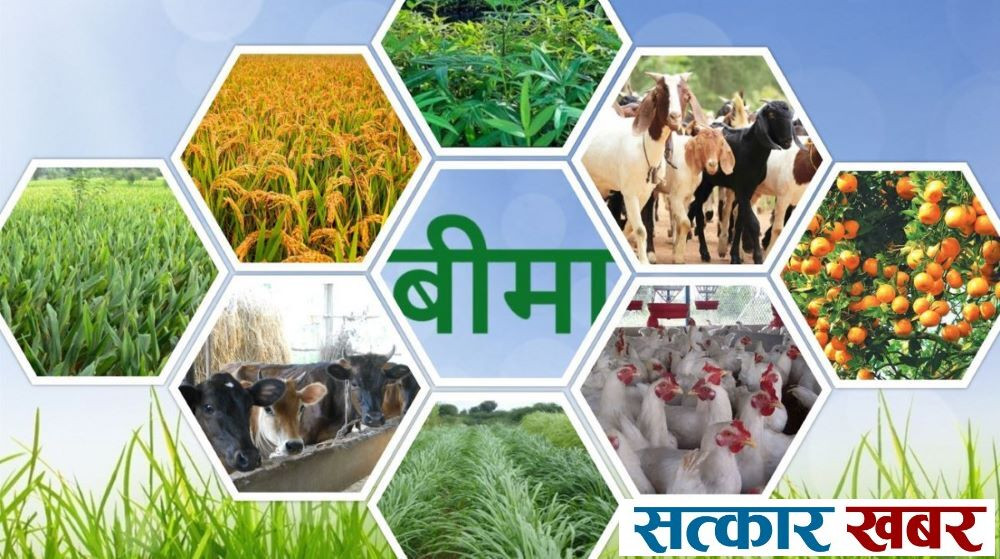 सरकारद्वारा बाली तथा पशुधन बीमा अनुदान खारेज