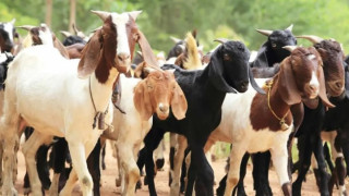 दशैंका लागि बजारमा ४१ हजार खसीबोका भित्रिदै
