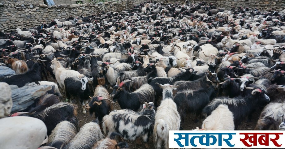 दशैंमा खसी र च्याङ्ग्राको मूल्य वृद्धि,  काठमाडौंको बजारमा कस्तो छ स्थिति?