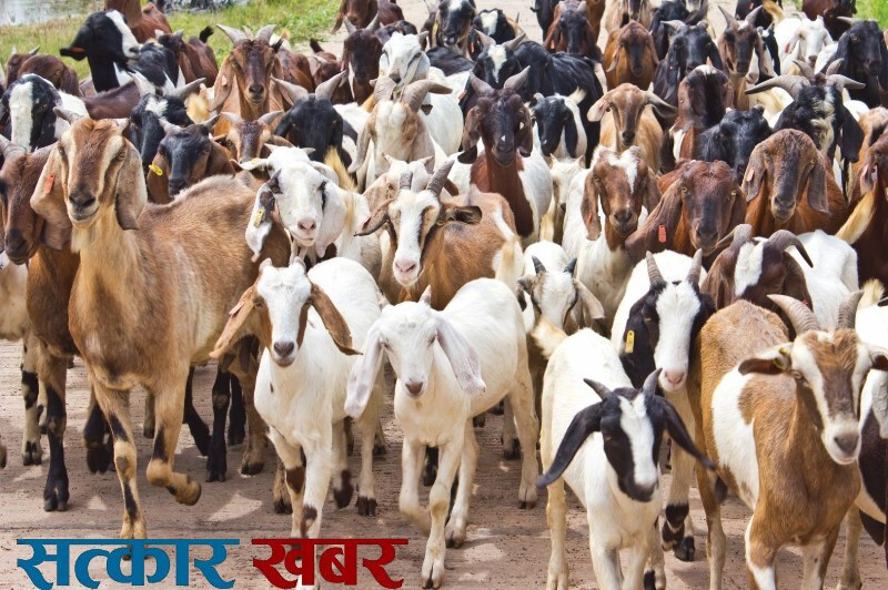 आजदेखि खसीबोका र च्याङ्ग्रा बिक्री खुला