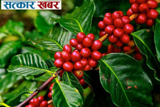 बाँदरको उपद्रोका कारण कृषकको आकर्षण कफीखेतीतर्फ