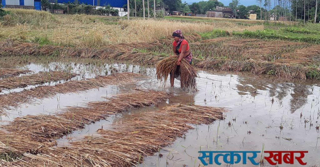 तिहारपछि झरीको प्रकोप: धादिङका हजारौं हेक्टरमा धान नष्ट
