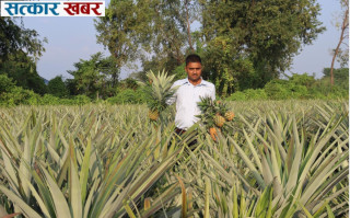 प्रहरीबाट कृषिमा फड्को: भुइँकटहर खेतीबाट वार्षिक १५ लाख आम्दानी
