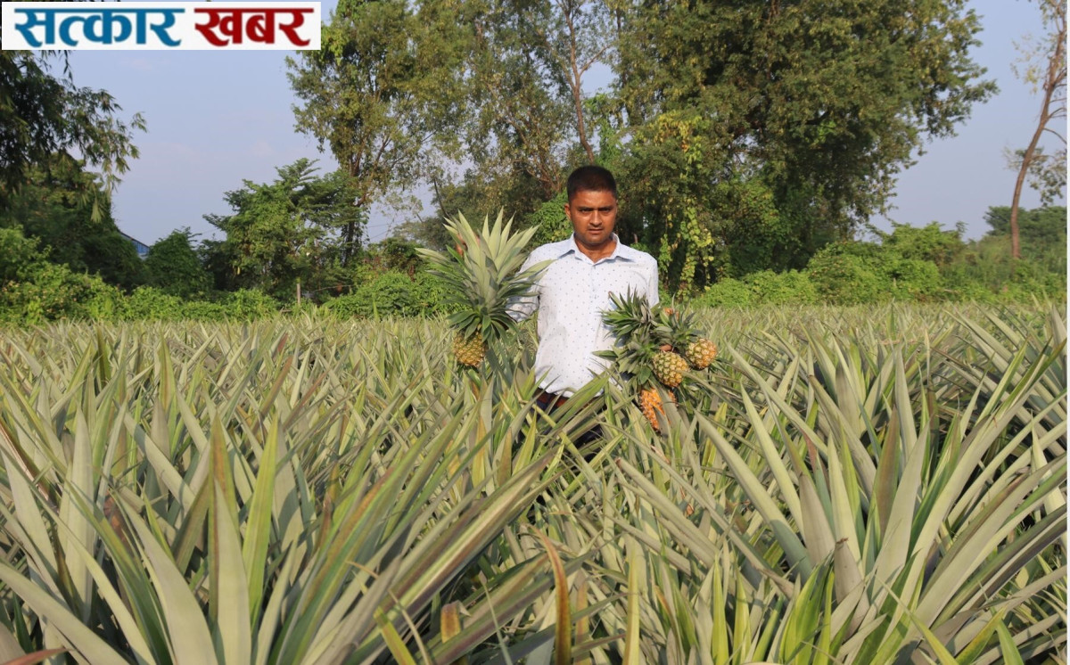 प्रहरीबाट कृषिमा फड्को: भुइँकटहर खेतीबाट वार्षिक १५ लाख आम्दानी