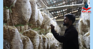 च्याउखेतीले बदल्यो भविष्य: वैदेशिक रोजगारी छाडेर मासिक १ लाख कमाउने युवा