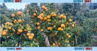 रामेछापको सुन्तलालाई बजार अभाव, किसानलाई घाटा