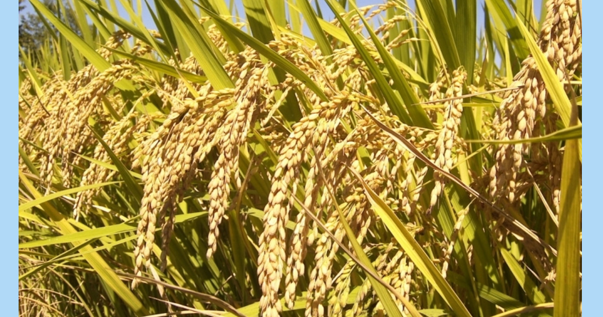 मधेस प्रदेशको धान उत्पादनमा वृद्धि