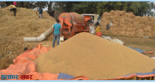 बागमती प्रदेशमा धान उत्पादनमा गिरावट